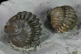 Two Enrolled Flexicalymene Trilobites - Cincinnati, Ohio #135531-4